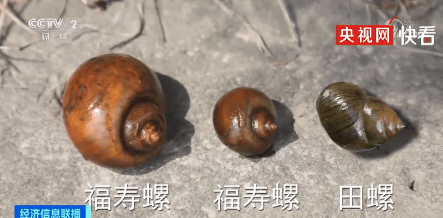 寄生虫多达6000条，近期大量出现，吃了它严重可致死