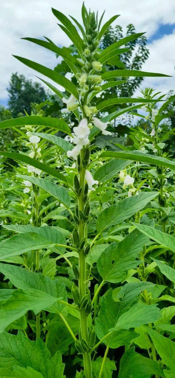 江苏一小伙离家6个月,墙角长出大芝麻,网友:牛,好好看好羡慕