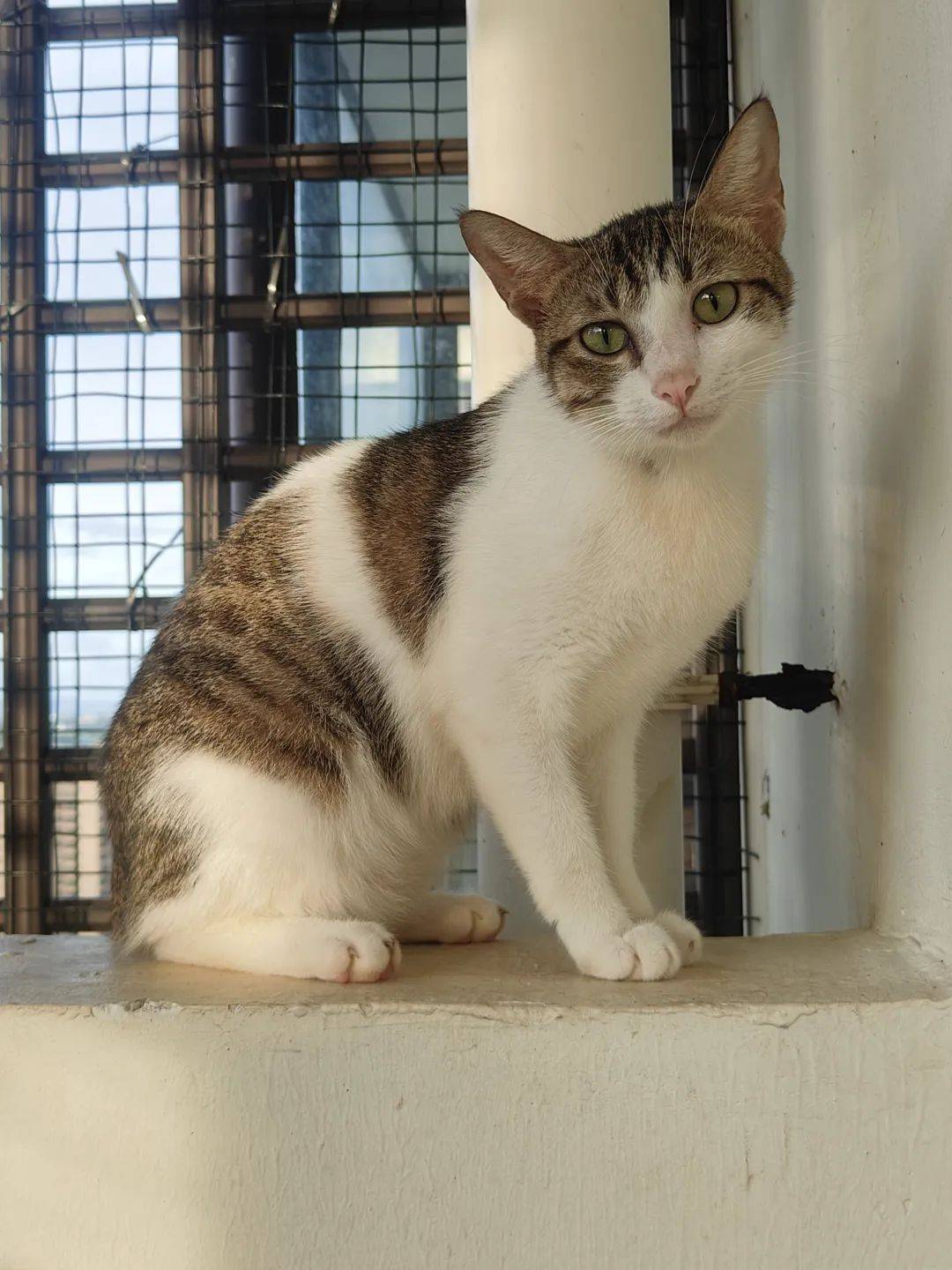 142只猫27只狗待领养