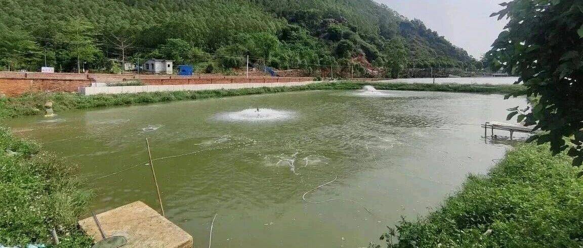 如何购买正品“渔药”？对养殖至关重要！教你一个好方法，快速查询正品渔药！_兽药_消毒剂_功能