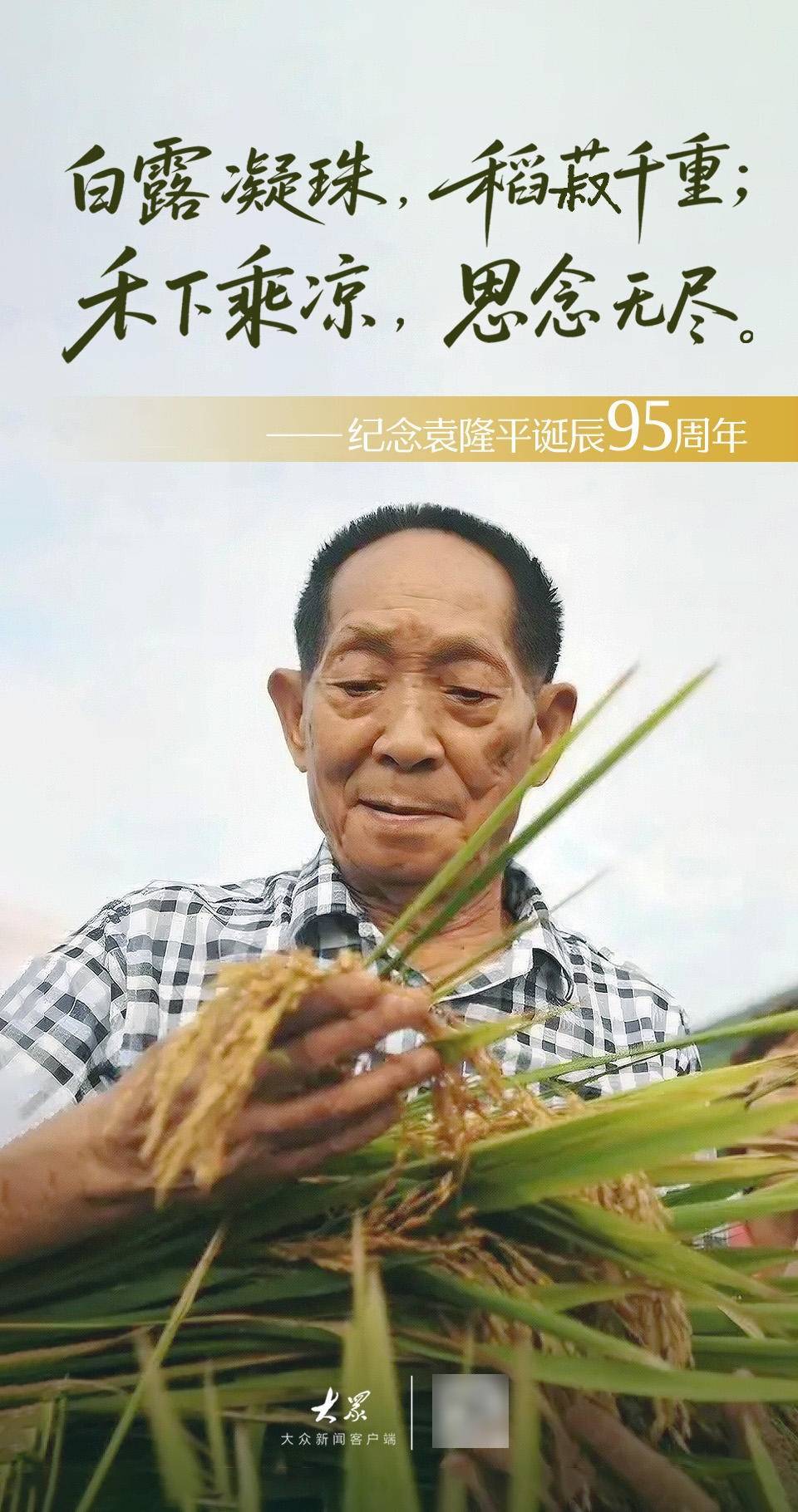 白露闻稻香!这抹山东情,藏着袁隆平的"禾下梦"