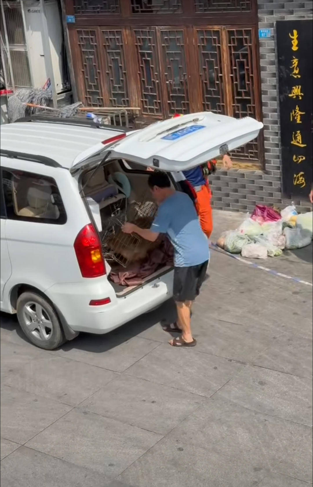 四川德阳“超快猴”被捕获：半个月逛遍城区成当地“明星” 将观察评估后决定其去向