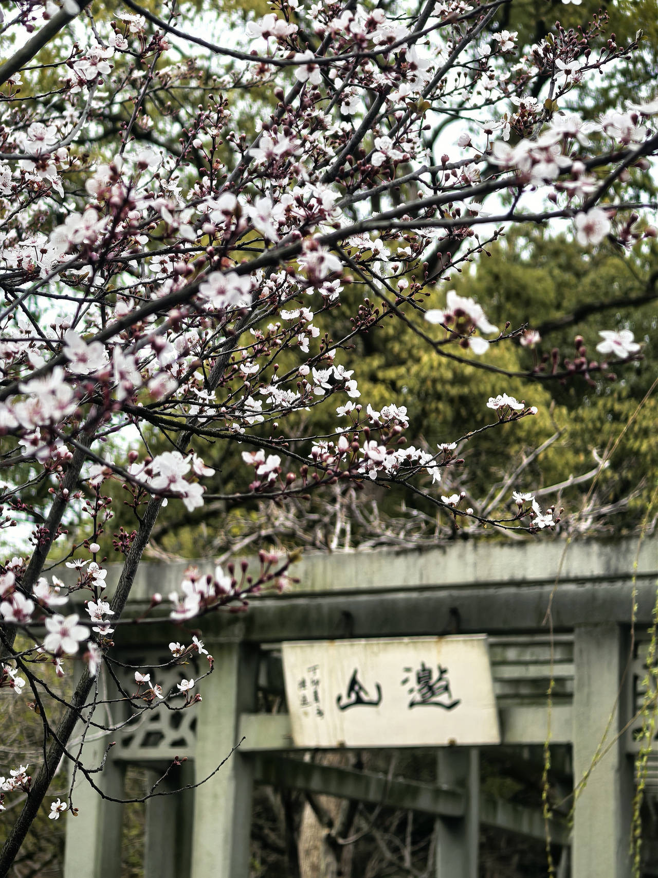 晚潮|邀山揖湖四季繁花与千年山水