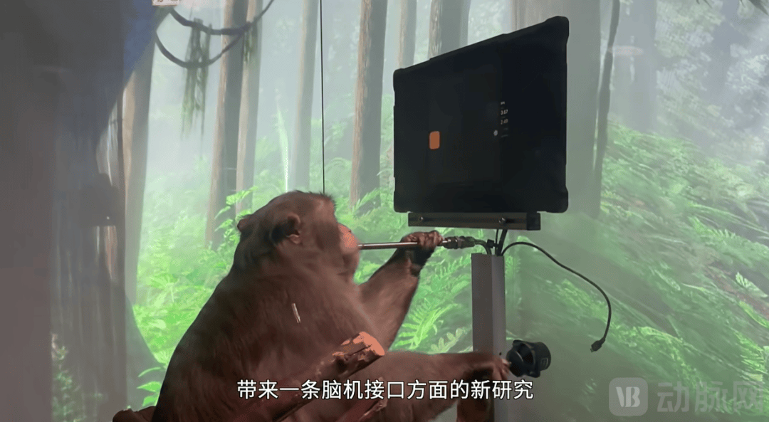 曾经被炒到20万一只的实验猴，即将“下岗失业”？