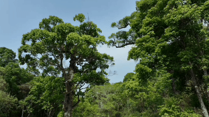 新华全媒+｜景迈山申遗成功两周年——景迈有“新”人