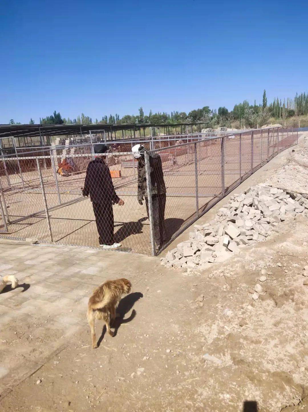 一开始每间犬舍有十几只狗打架是常有的事咬死咬伤时有发生