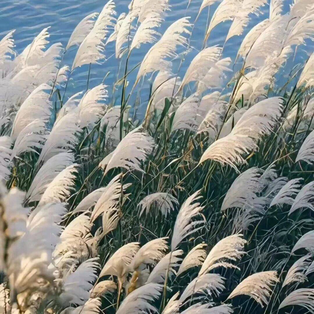 任知行‖诗说“蒹葭”与“芦荻”_芦花_芦苇_西风