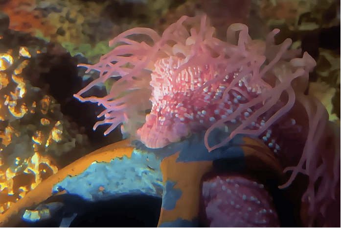 “看，谁在海里发光！”金秋十月，来上海海洋水族馆寻找会发光的海洋精灵