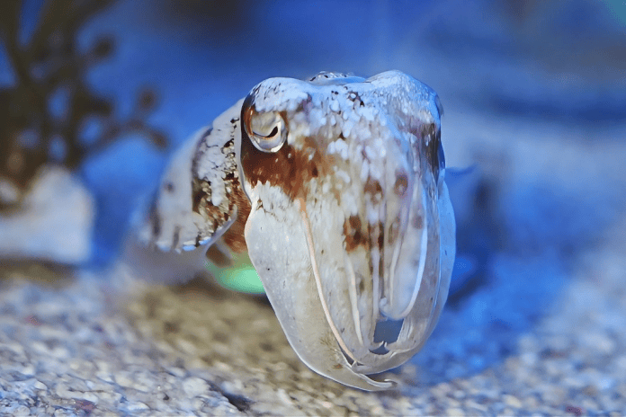 “看，谁在海里发光！”金秋十月，来上海海洋水族馆寻找会发光的海洋精灵