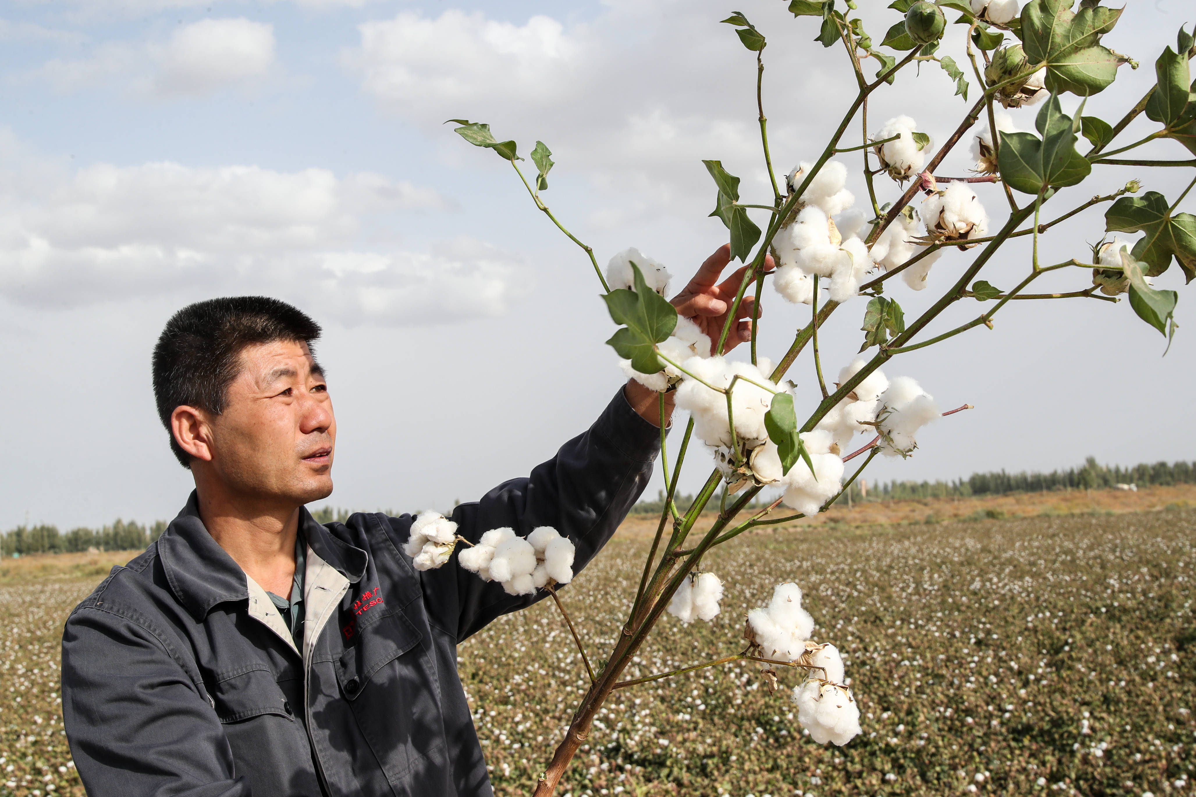 甘肃敦煌:盐碱地变棉花田