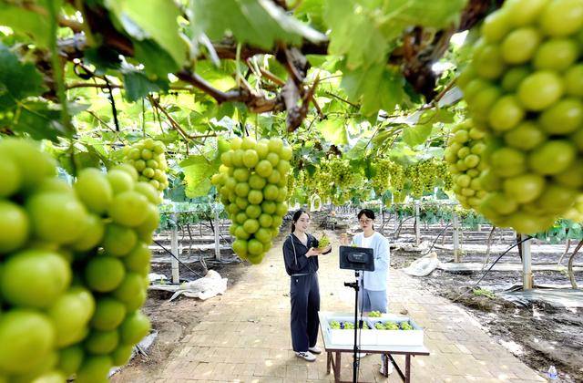 洛阳市孟津区：两万亩葡萄硕果累