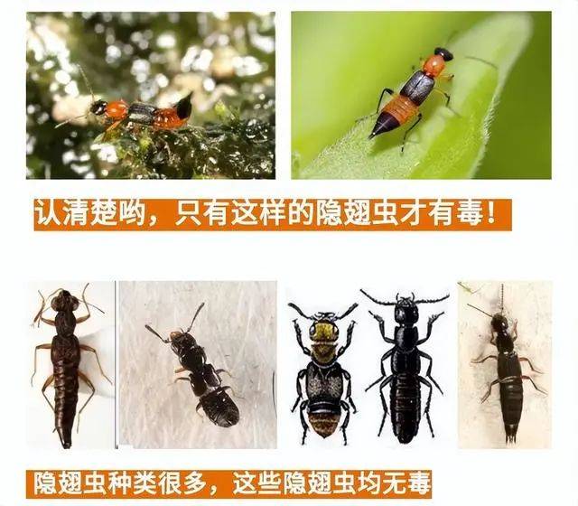 近日频出没！堪比硫酸，严重可致人“毁容”，遇见请鼓起嘴……