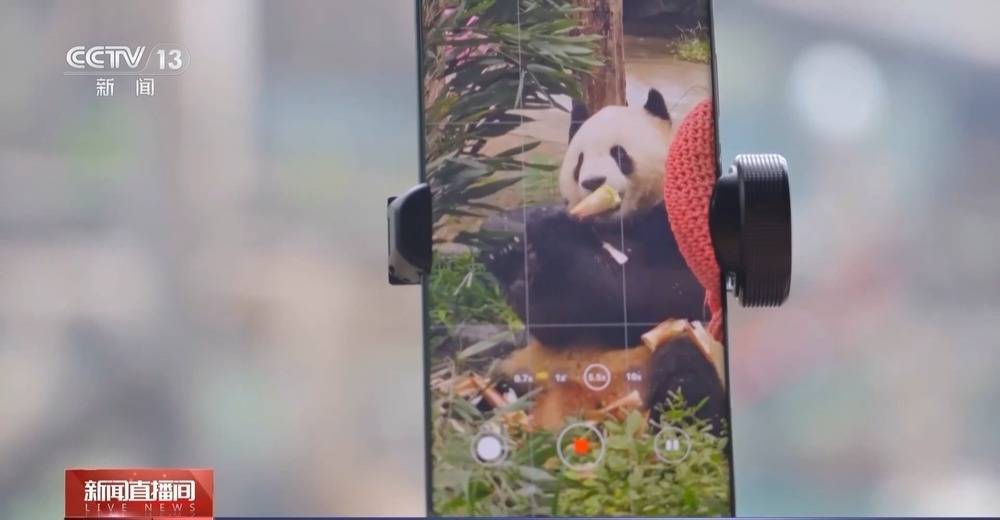 狂啃“窝头月饼”大熊猫“吉年”“福将”中秋亮相萌翻全场