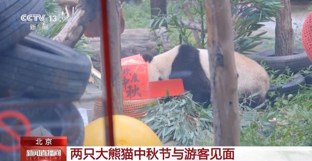 狂啃“窝头月饼”大熊猫“吉年”“福将”中秋亮相萌翻全场