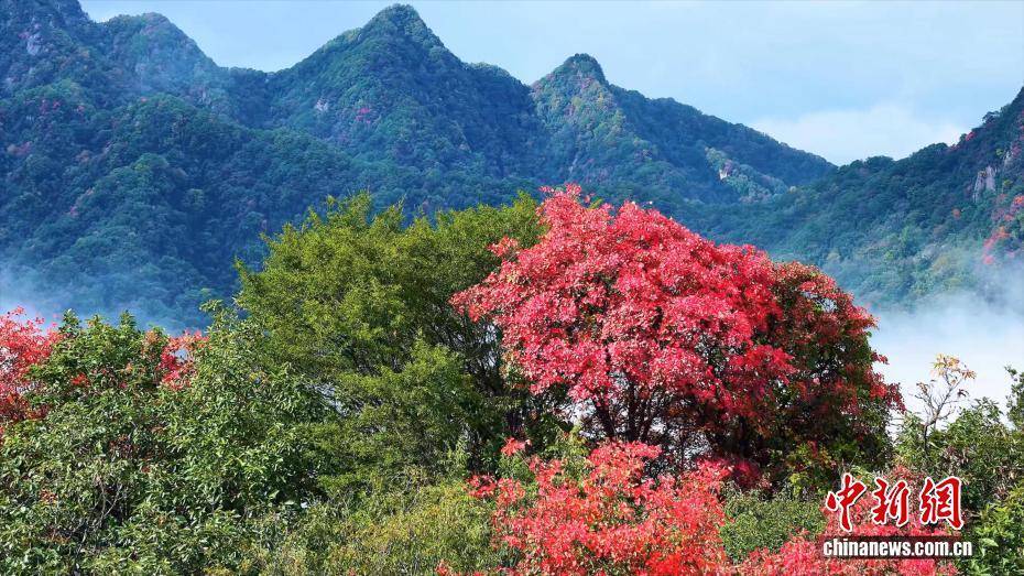 陕西西安：秦岭翠华山红叶云海美景同现