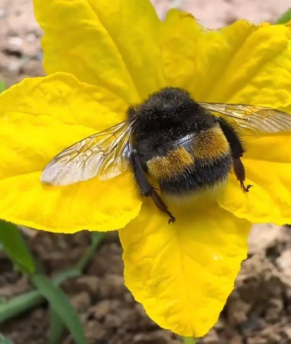 花朵中看一只胖嘟嘟蜜蜂好奇把玩,医生直呼:赶紧扔掉,它是采蜜太困