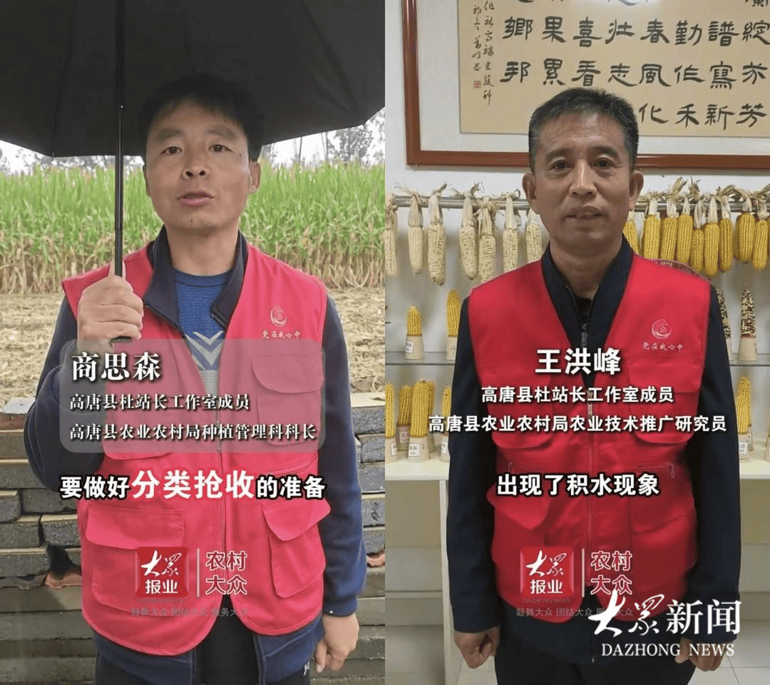 雨幕下的山东秋粮“保卫战”