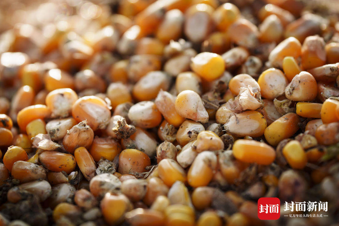 破记录秋雨致玉米发芽霉变，河南焦作种植户泥泞中忙抢收｜图集