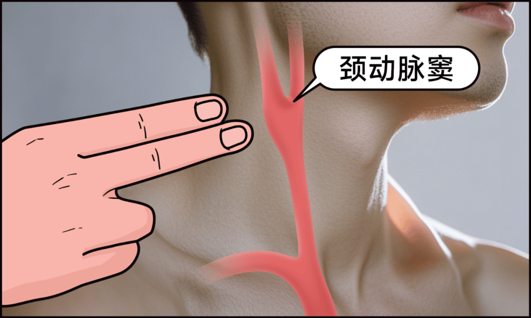 事实上,我们的颈动脉上方就是所谓的「死穴」