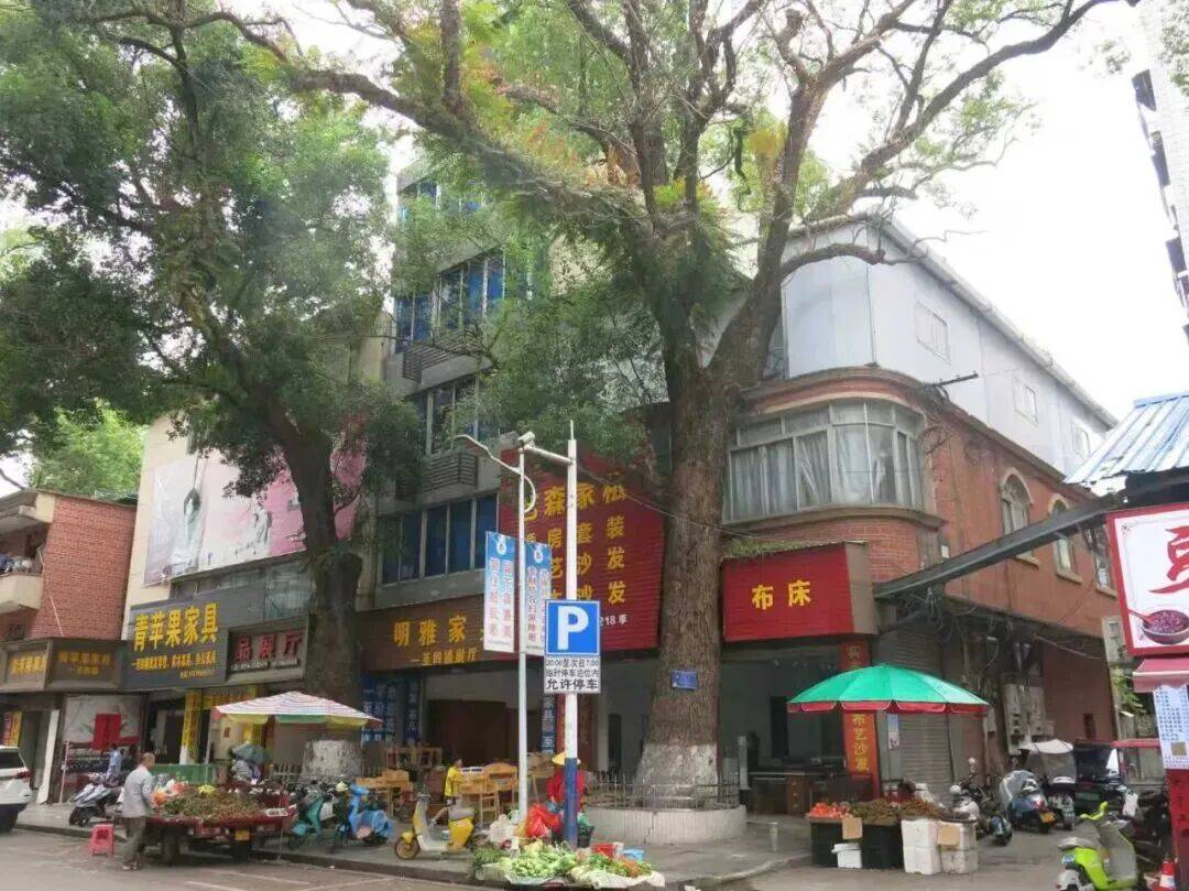 男子多次给220年古树投毒，原因竟是……