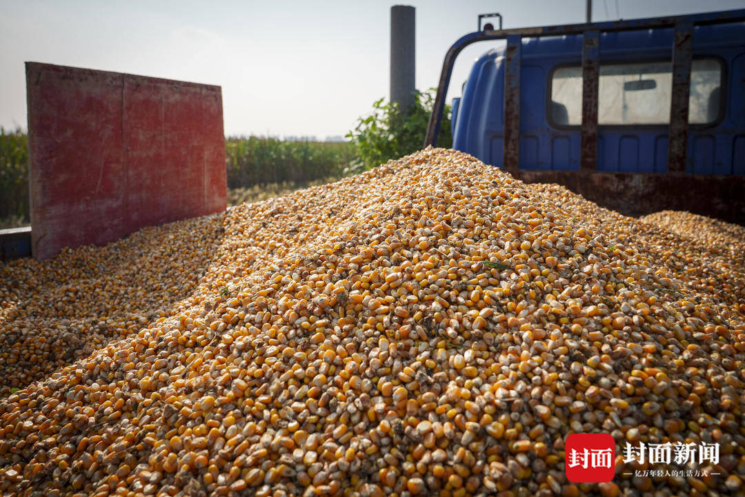 破记录秋雨致玉米发芽霉变，河南焦作种植户泥泞中忙抢收｜图集