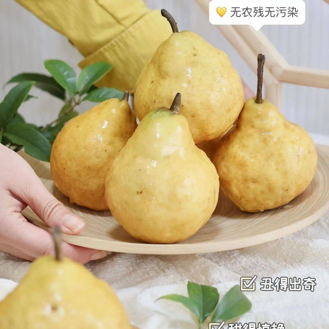 软不吃硬！丑得稀有，甜得惊艳的憨厚大丑梨【中华丑梨】似香蕉梨软糯_果肉_混合_香气