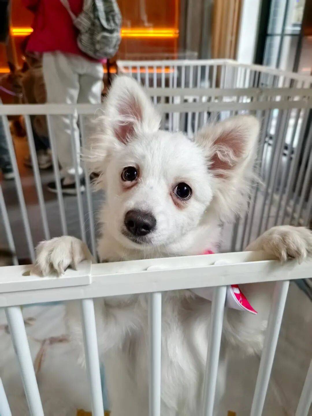 ,10月25日周六下午,20多只毛孩子萌照抢先看!