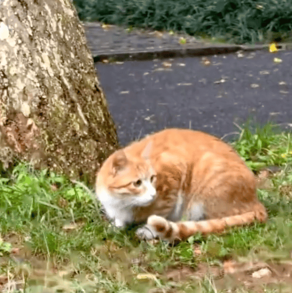 《红舞鞋》剧组高校内拍摄时撞死流浪猫？凌晨致歉：涉事司机引咎辞职