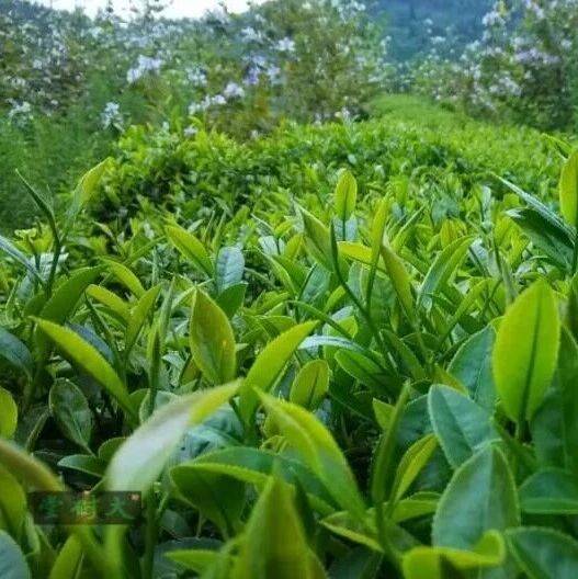 每日学茶(20251024期)丨煮广西的“霜降老茶婆”是哪种茶的霜降茶?_六堡_问题_年份