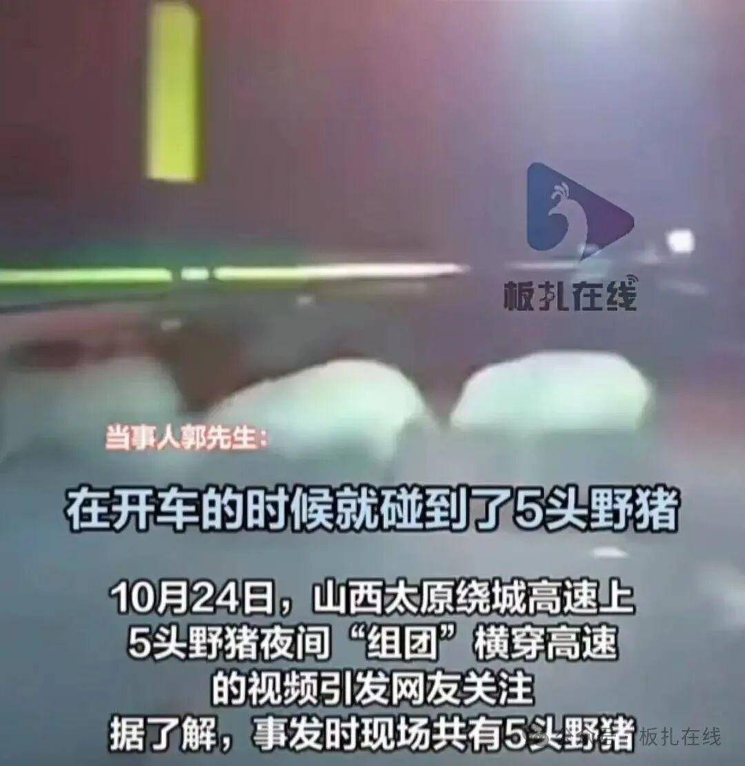 5头野猪“组团”横穿高速 司机来不及避让迎面撞上3头野猪 5头野猪“组团”横穿高速 司机来不及避让迎面撞上3头野猪