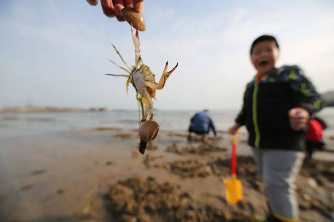 戳视频！青岛大哥拎个耙子，两小时在沙滩上耙出好几斤！梭子蟹卧沙消失术开眼界……