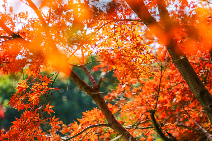 晨读 | 赵妃蓉：最是人间好时节_红叶_香山_树叶