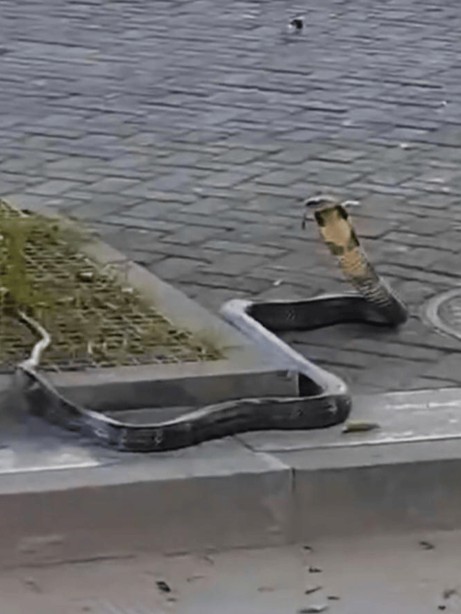 四川一街道上现剧毒眼镜王蛇：属国家二级保护动物，消防捕获后带至60公里外放生