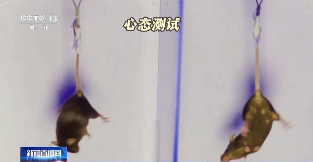 4 只小鼠“航天员”要上中国空间站,“魔鬼训练”画面曝光