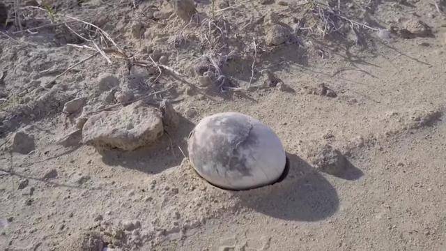 阿根廷发现7000万年前完整恐龙蛋,形似一枚煮熟的鸡