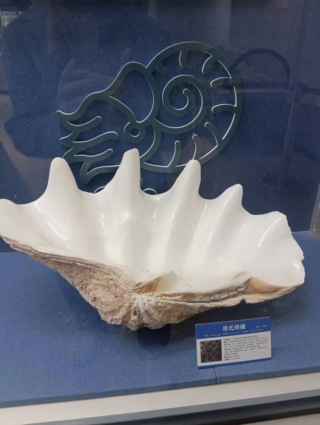 陆生动植物精品展区绿海龟国家一级保护动物标本展出位置1楼临展厅