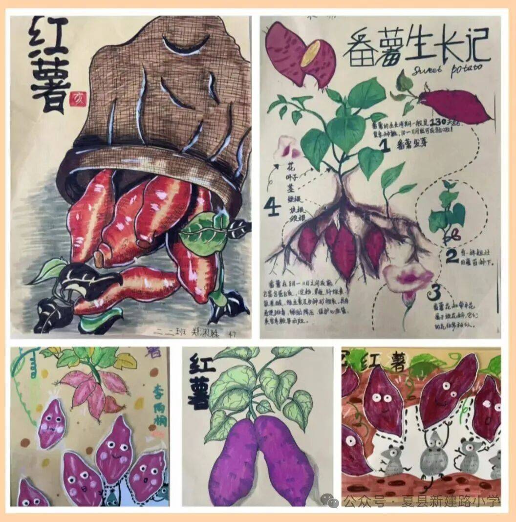 乐享丰收 "薯"你快乐