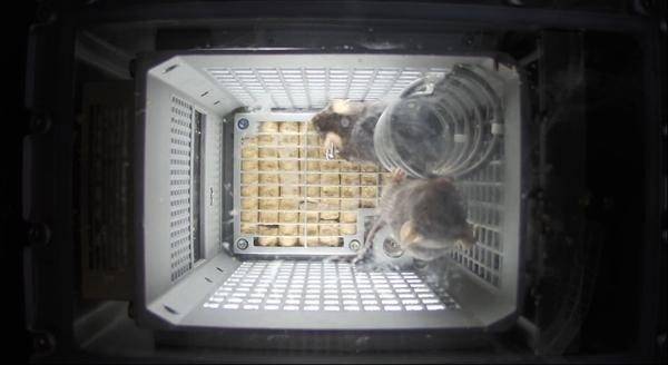 “太空小鼠”出征记