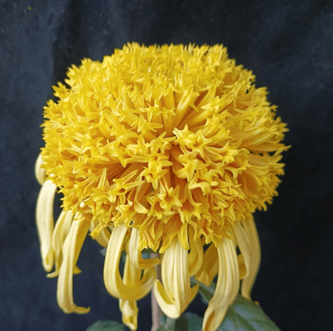 斗草雅集・第五期:菊花