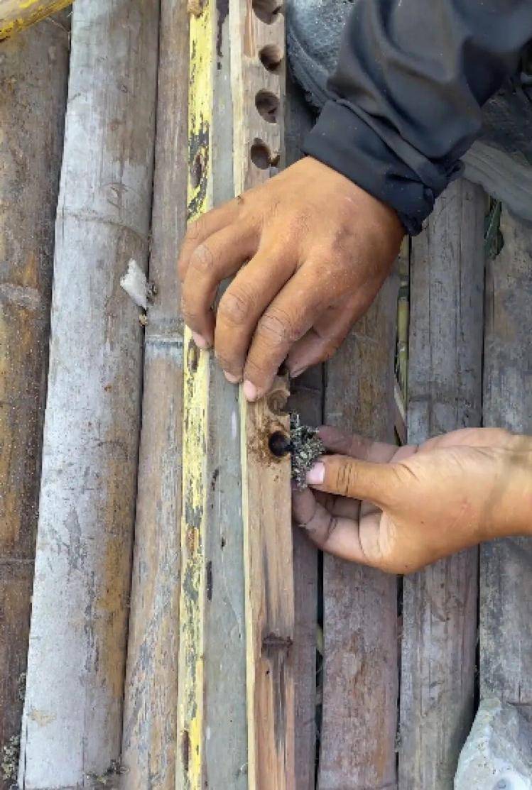 35天减28斤！25岁女孩获海岛求生赛季军：为生存吃老鼠、蜈蚣