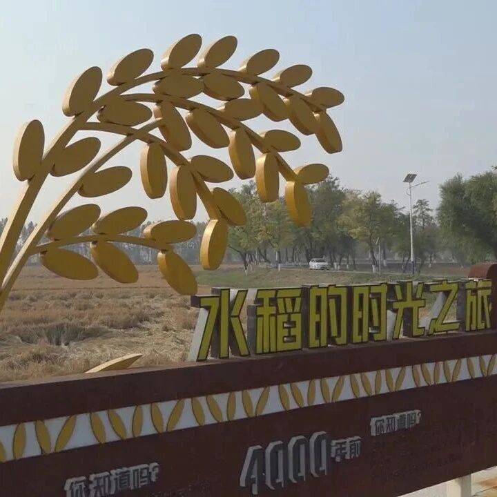 青县大运河两岸丰收盛景_稻田_乡村_生态