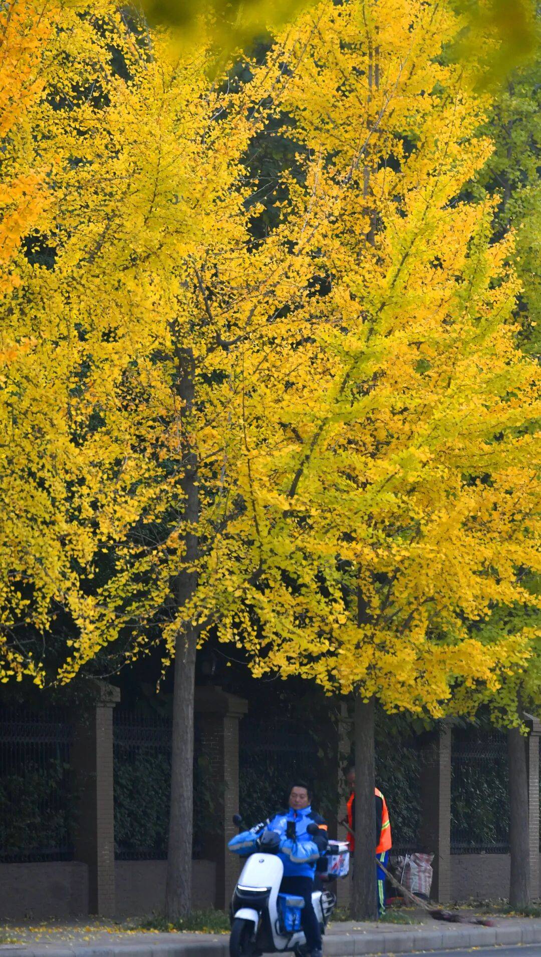 这个季节明亮的金色也不会缺席郑州之林龙子湖路的银杏树披上了一袭