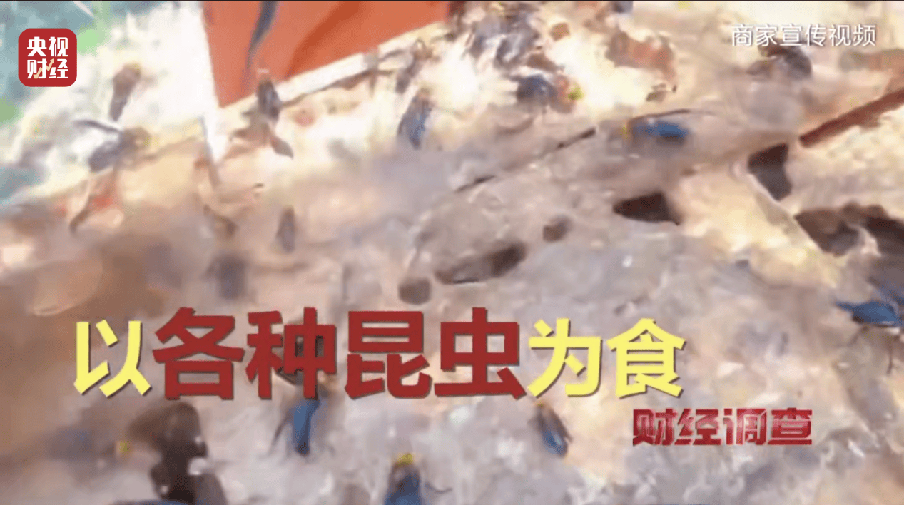 “杀人蜂”散养山头,无序滥养亟待监管,总台《财经调查》曝光→ “杀人蜂”散养山头,无序滥养亟待监管,总台《财经调查》曝光→
