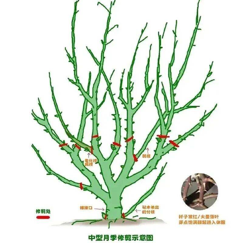 灌木修剪技术_进行_cm_枝条