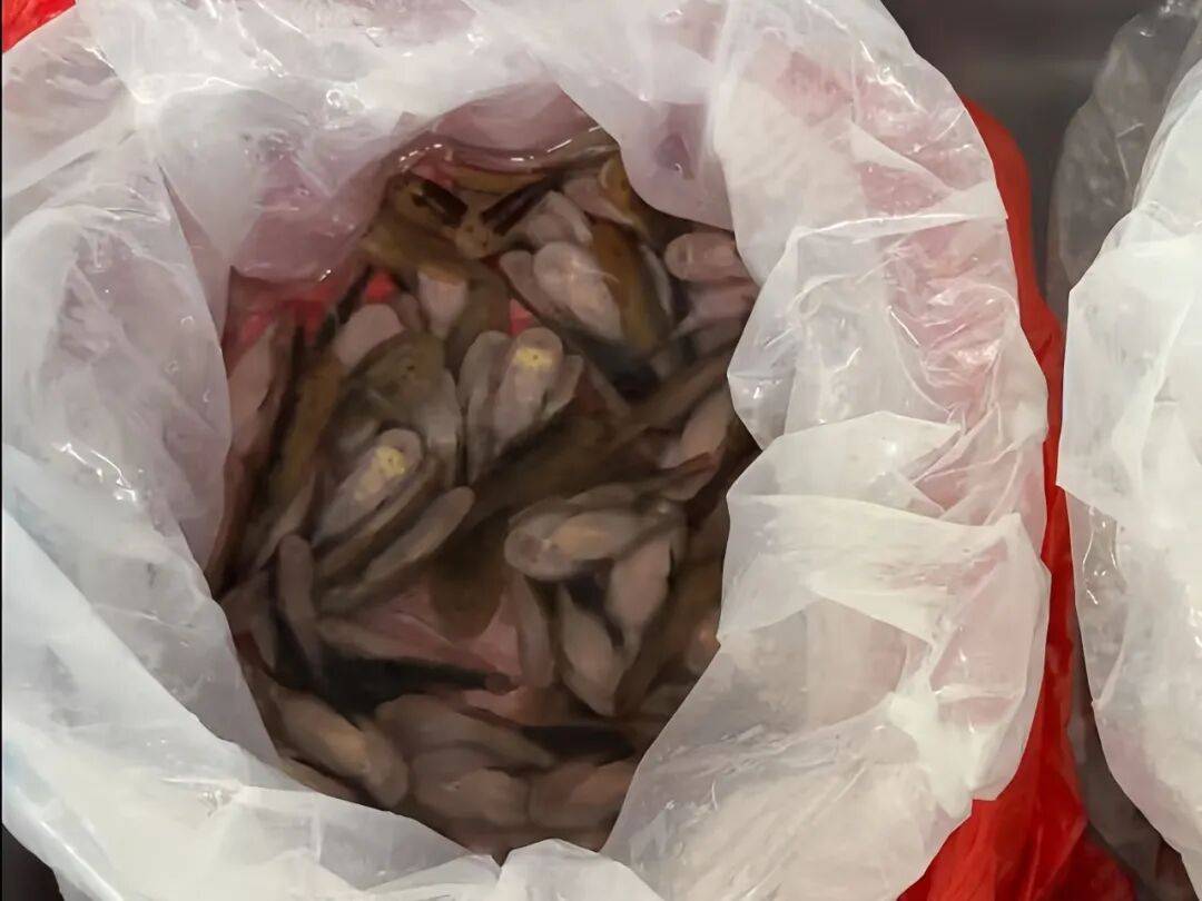海关在一进境女旅客黑色长裙内，查获229条活体鱼，网友：这是一条“鱼尾裙”