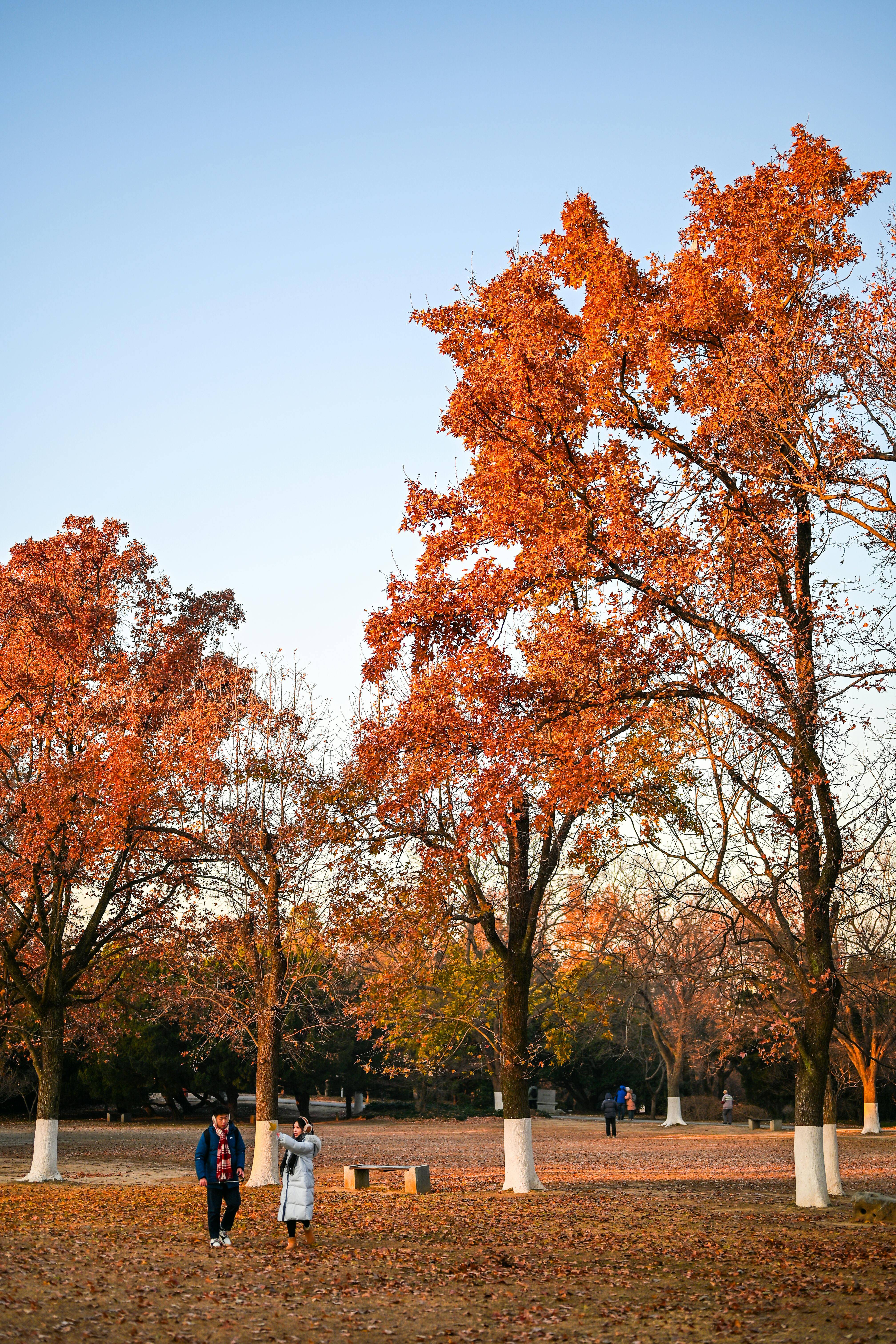 健康饮食新选择！青岛十九中学生带量食谱助力小雪节气温补养生