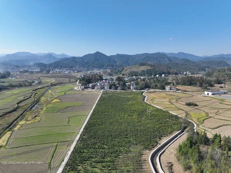 松桃安山村:香柚满枝头 产业促振兴_果园_柚子_模式