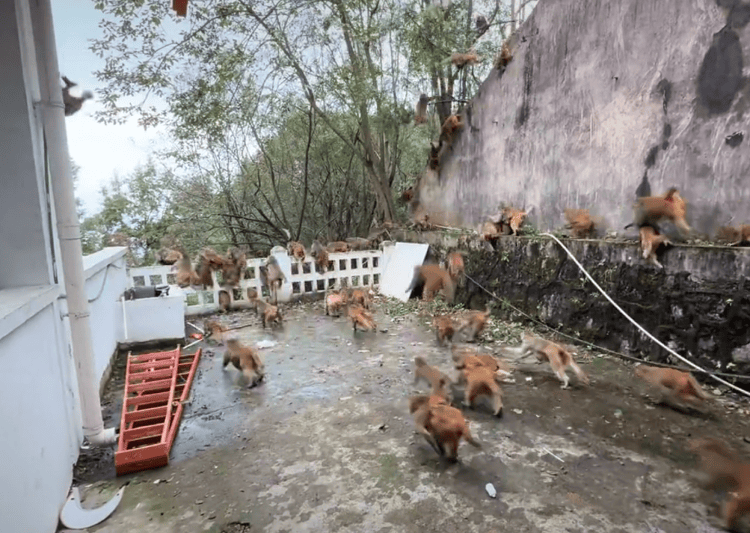 贵阳黔灵山下起“猴子雨”？当地称属猴群正常活动，曾发猕猴分流公告：数量远超承载力