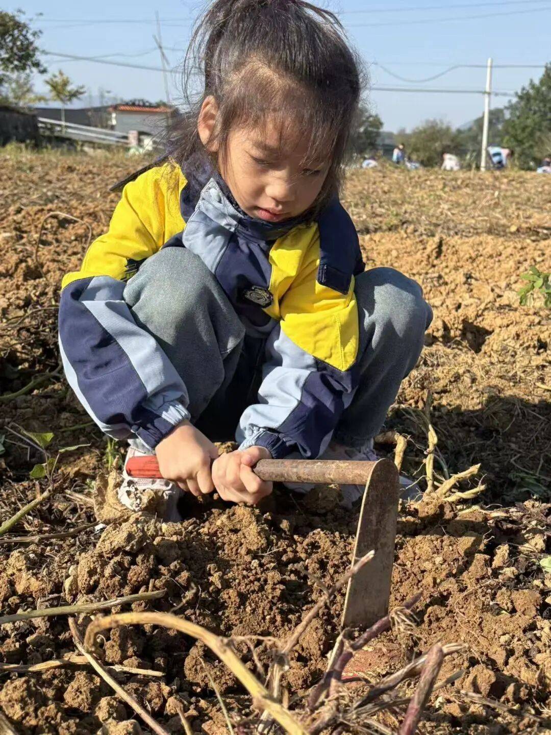 每个宝贝都攥紧了手里的小工具弯着腰顺着红薯藤往下刨小锄头碰着