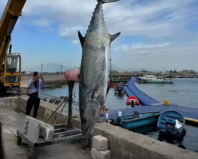 男子钓出227.2斤鱼王引围观,5名成年男子才能抬动!